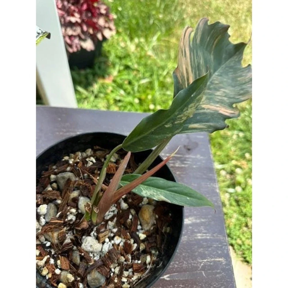 Philodendron Caramel Marble Variegated  Exact Live Rooted Plant - US Seller - C1